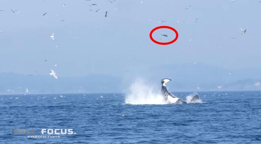 穆尼亚因-乐鱼app(leyu)官方网站-乐鱼官网