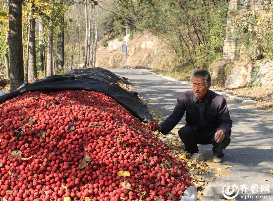 山东临沂蒙阴千万斤山楂滞销愁坏果农