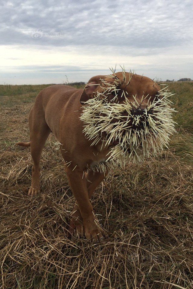 魔幻四重奏-万博·体育(ManBetX)官方网站_ManBetx