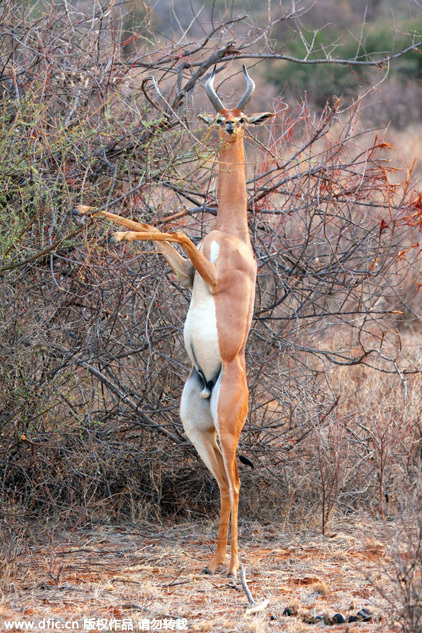 balotelli-乐鱼app(leyu)官方网站-乐鱼官网