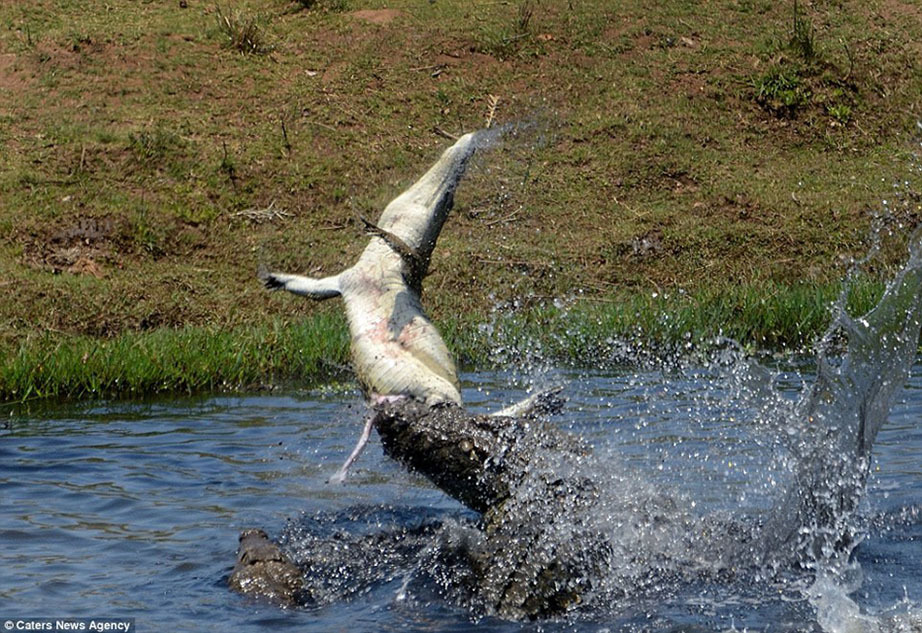 蒂亚戈-乐鱼app(leyu)官方网站-乐鱼官网