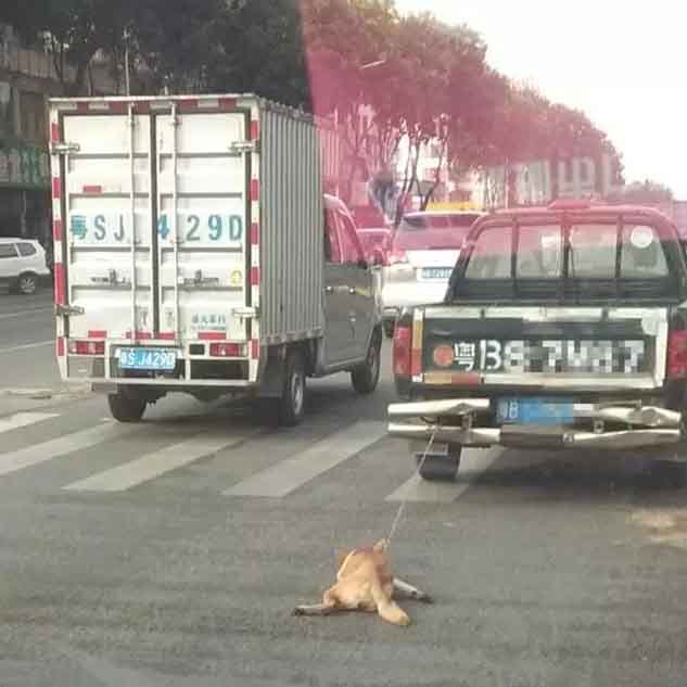 货车人民币田园美女猜成语_中华田园犬