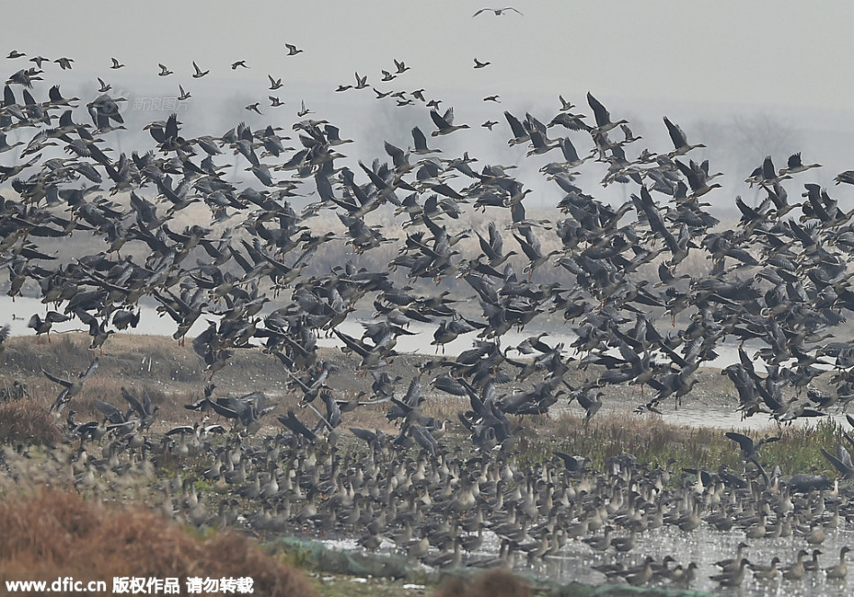 弗格森宣布退休