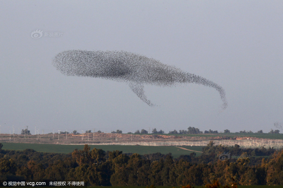 弗格森宣布退休