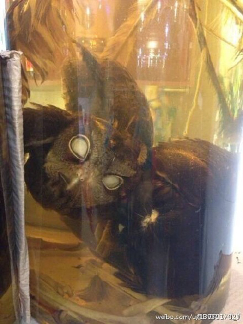 世界杯规则-乐鱼app(leyu)官方网站-乐鱼官网