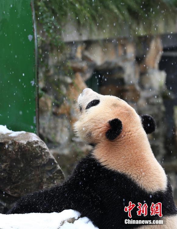 浙江大熊猫雪中玩耍显"萌"主本色