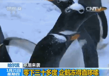 寒潮来袭到底有多冷 有动图有真相