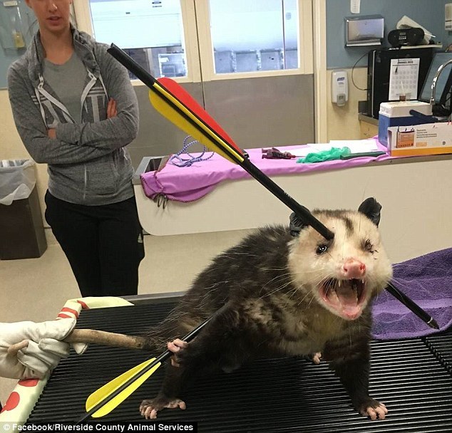 阿迪达斯清风系列