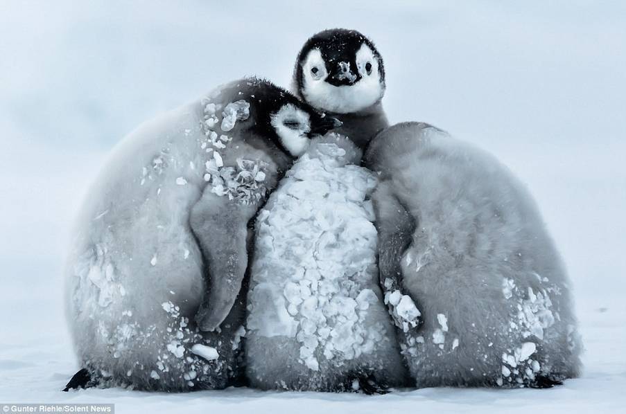 帝企鹅宝宝抵御暴风雪画面 - 新闻频道 - 黔南在线-黔南论坛