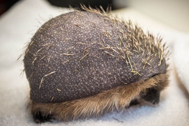 阿森纳vs那不勒斯