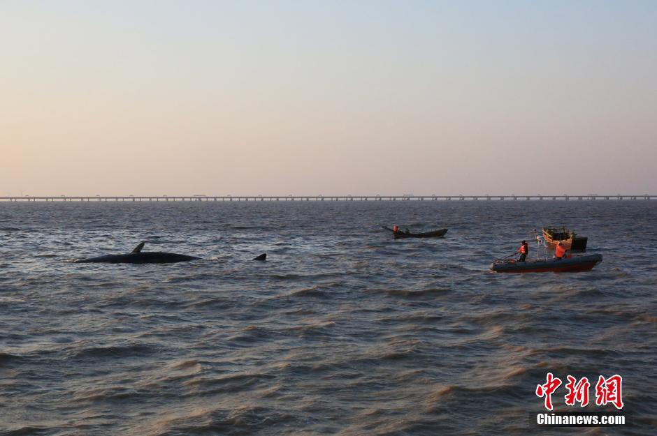 两条抹香鲸江苏如东洋口港海滩搁浅死亡