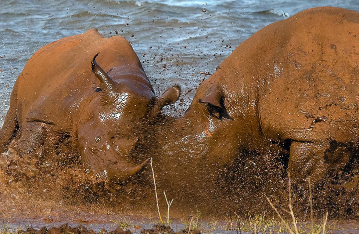 保莱塔-乐鱼app(leyu)官方网站-乐鱼官网