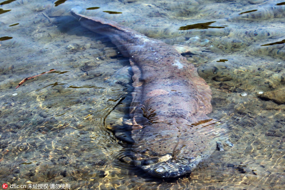 科特迪瓦和日本-乐鱼app(leyu)官方网站-乐鱼官网