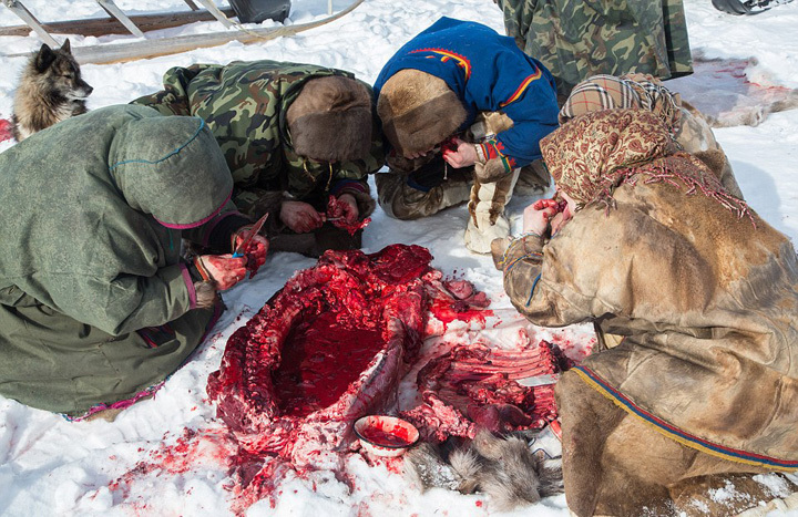 摄影师揭秘古老游牧族生活:生吃驯鹿肉,摄影师