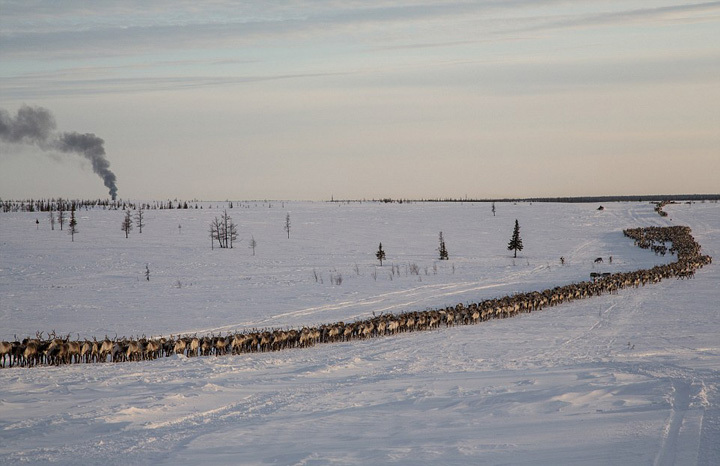 摄影师揭秘古老游牧族生活:生吃驯鹿肉,摄影师