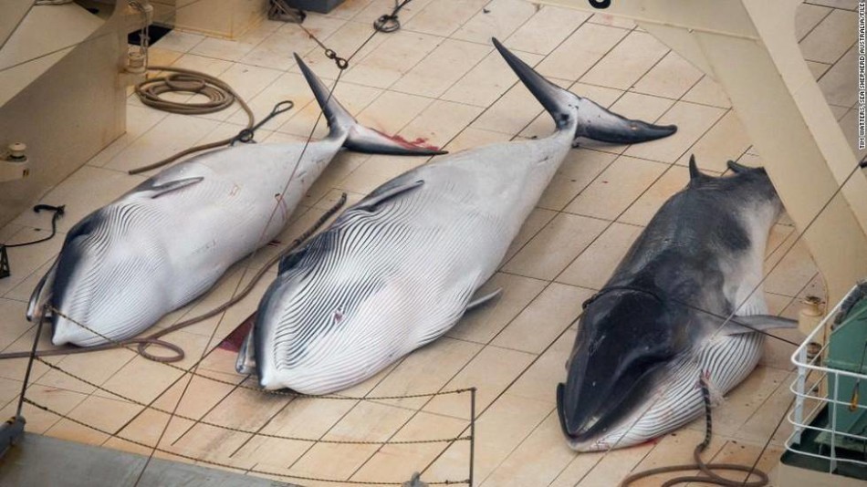 qiu-乐鱼app(leyu)官方网站-乐鱼官网