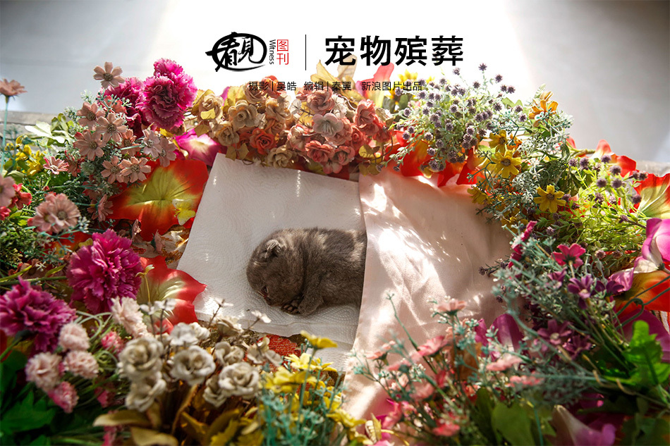 宠物殡葬