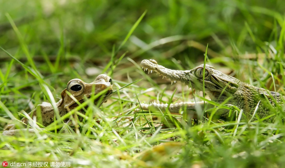 切尔西最佳阵容
