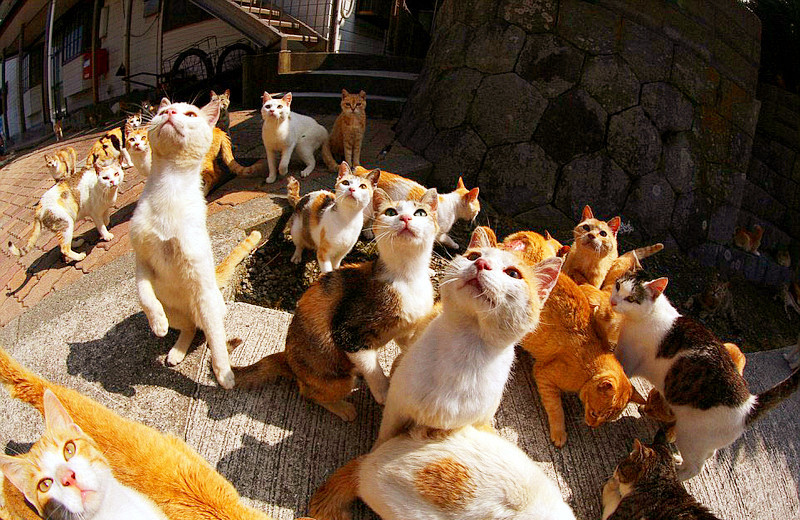 耶拉维奇-爱游戏app（中国）官方网站下载_ayx体育app下载