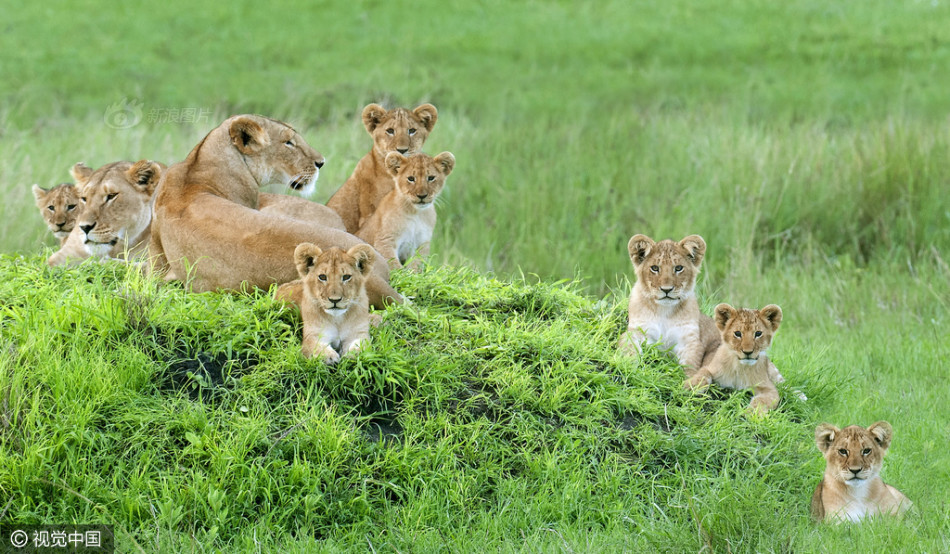 狮子一家11口少见同框 拍超萌全家福 - 新闻频