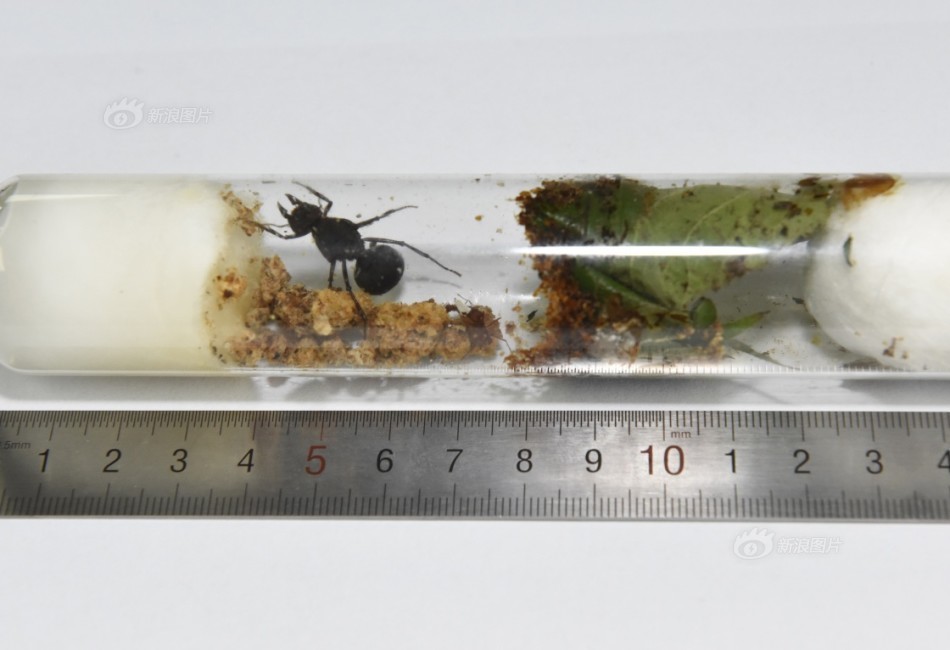 伊布 范德法特-爱游戏APP(中国)官方网站下载_AIYOUXI体育