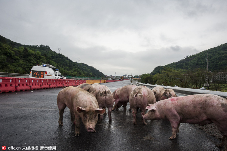 斯塔贝克vs布兰
