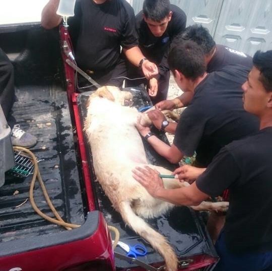 c罗任意球-乐鱼app(leyu)官方网站-乐鱼官网