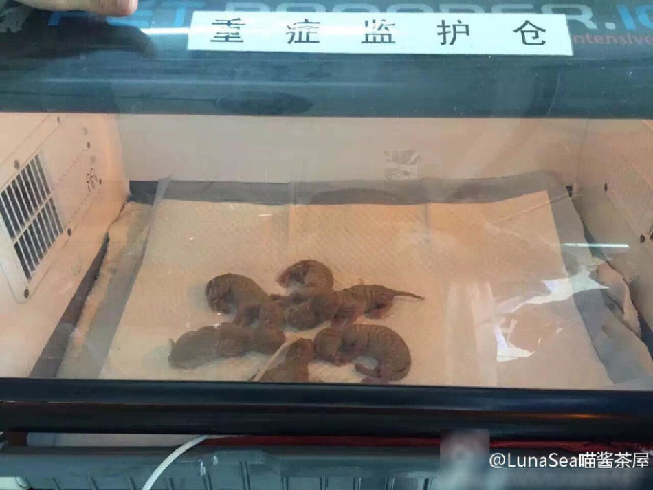 阿迪达斯清风系列