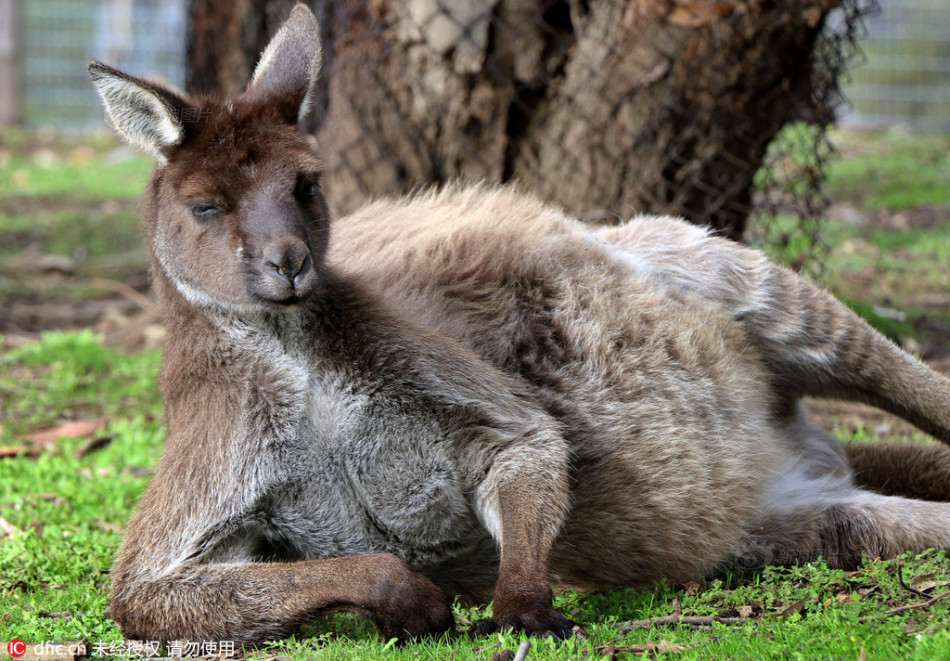 皇马vs拜仁录像-乐鱼app(leyu)官方网站-乐鱼官网