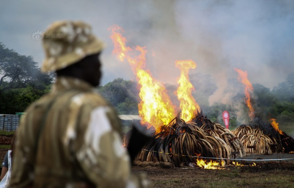 肯尼亚焚烧象牙图片_WWW.66152.COM