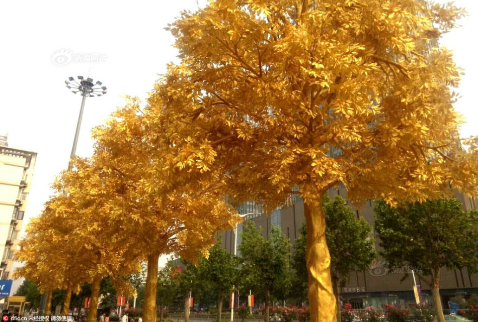 郑州 街头惊现  黄金树 市民直呼太晃眼,郑州 街头 