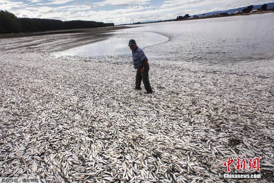 重庆足球-乐鱼app(leyu)官方网站-乐鱼官网