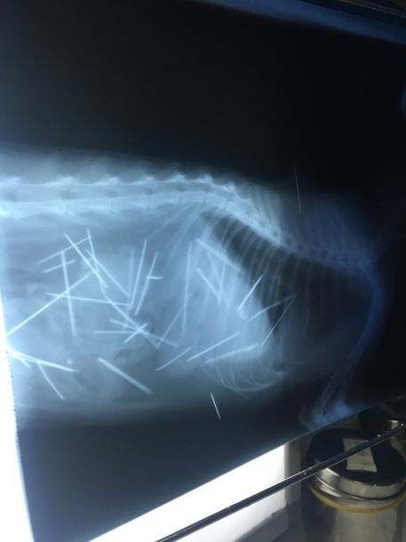 阿迪达斯清风系列