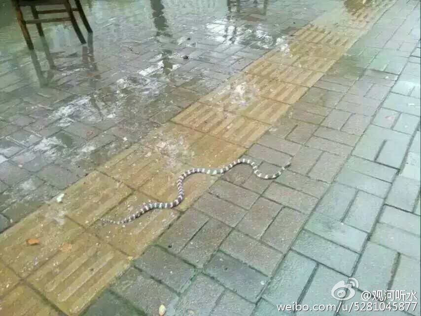 新加坡陈冠希