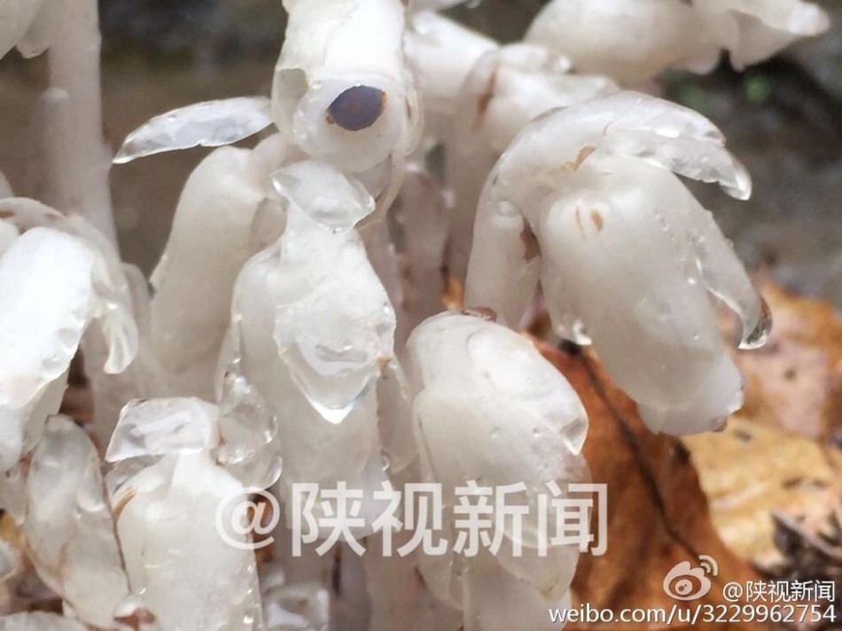 欧美性生交