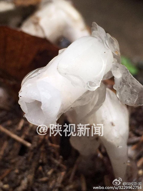 一极黄色片