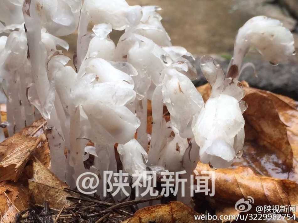 一级A片处破外女俄罗