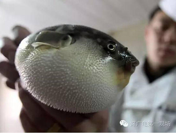 mv国产剧苏语棠