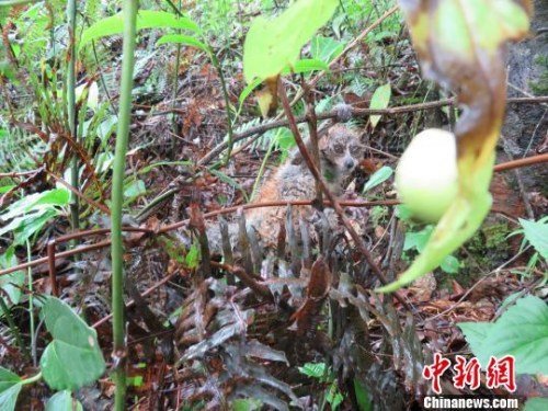 成人免费黄色网站下载