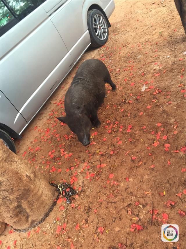 欧美黄三级片免费看