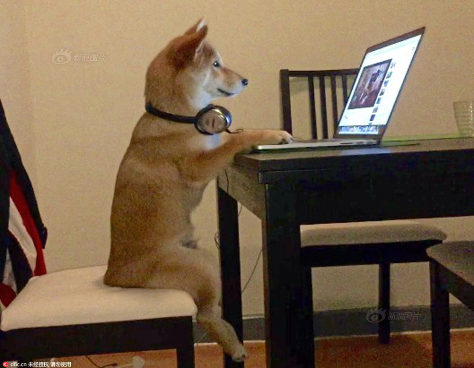 夜月app直播下载免费版下载
