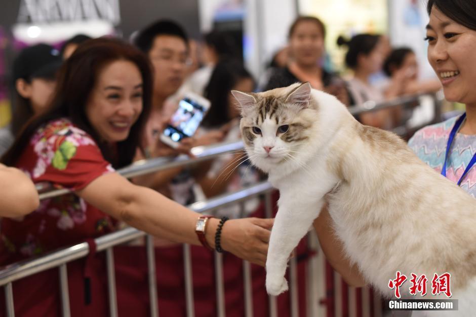爆操白虎