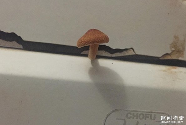 倉持茜