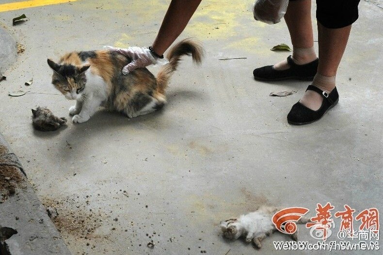 老熟妇免费黄色视频