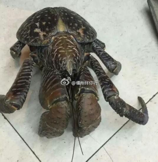 另类国外巨大荫蒂