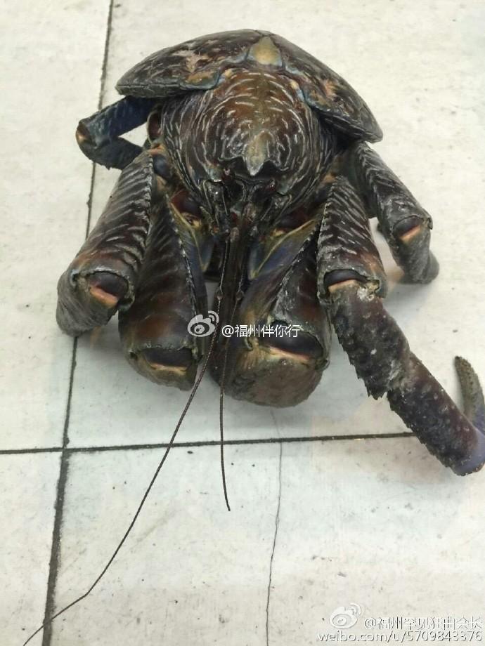 中国黄色毛片三级在线播放