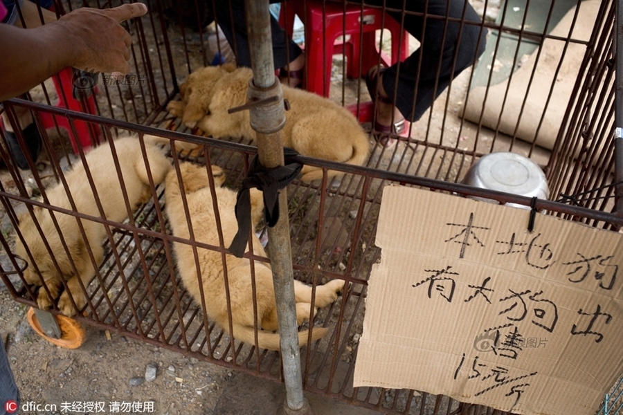 成人 网站 观看