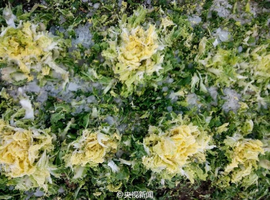 杨思敏裸乳一级电欲剐