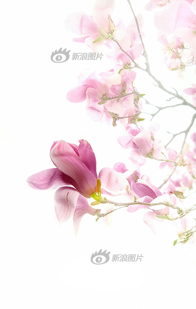 七瀬里帆