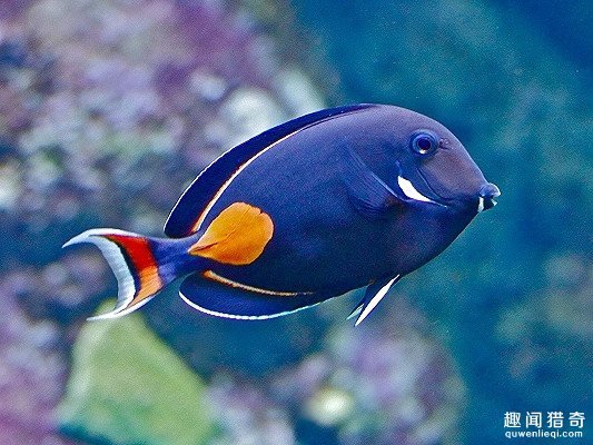 海里发现透明鱼 它长大后大家都傻了